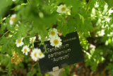 Tanacetum parthenium 'Aureum' RCP6-2013 370.JPG